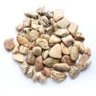 Zebradorit ásvány marokkő 45-50mm