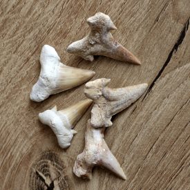  Cápafog kövület 2-3 cm