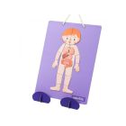 Hordozható mágneses tábla, Emberi test MierEdu 