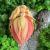 Tavaszváró tündér - merinói gyapjúból